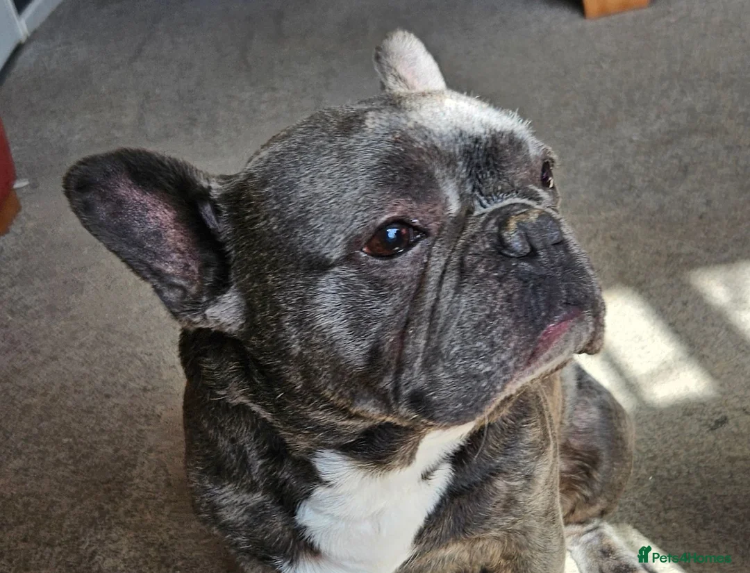 French Bulldog dogs for sale: Reluctant Rehoming, Bruce 6 yrs old French Bulldog in Wigan - Advert 1