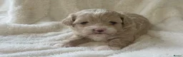 Maltipoo dogs for sale: Stunning Maltipoo’s - Advert 7