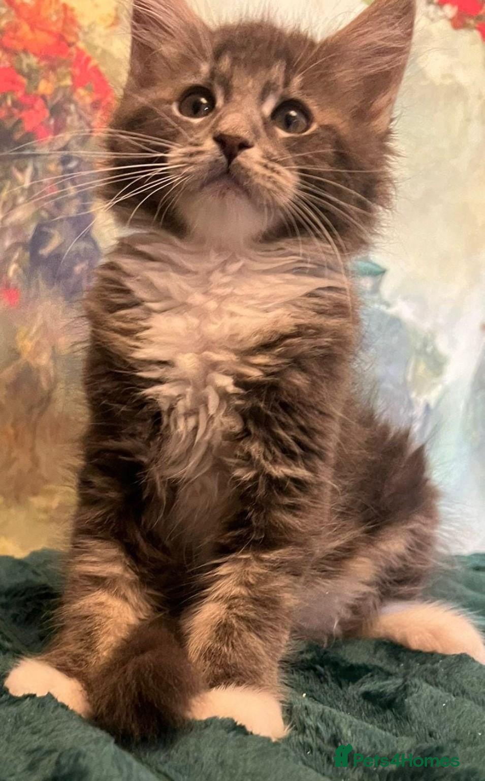 Maine Coon cats Maine Coon Kittens World Champion Bloodlines - Advert 1