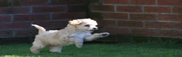 Cavapoochon dogs for sale: Beautiful Cavapoochon puppies for sale - Advert 22