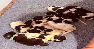 English Springer Spaniel dogs - Advert 14