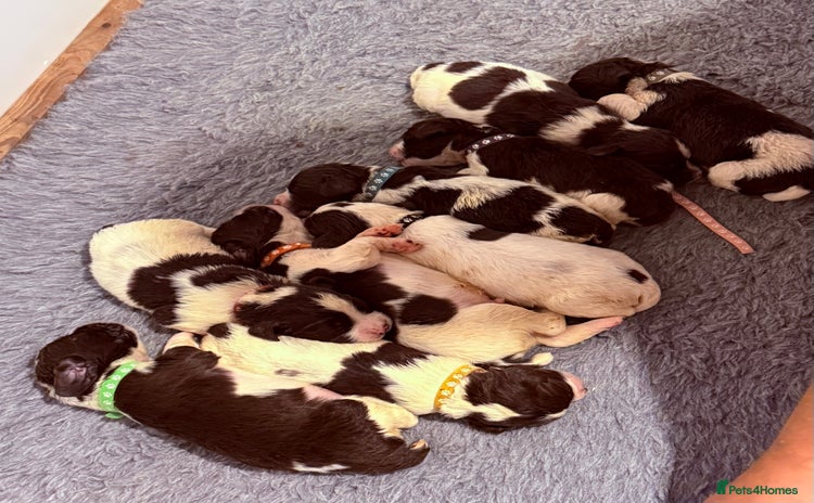 English Springer Spaniel dogs - Advert 4