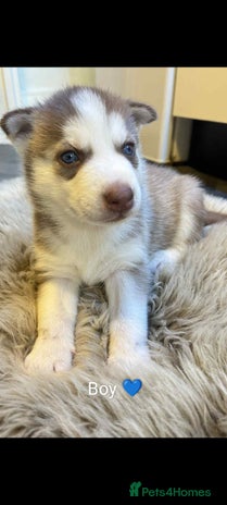 Siberian Husky dogs - Advert 3