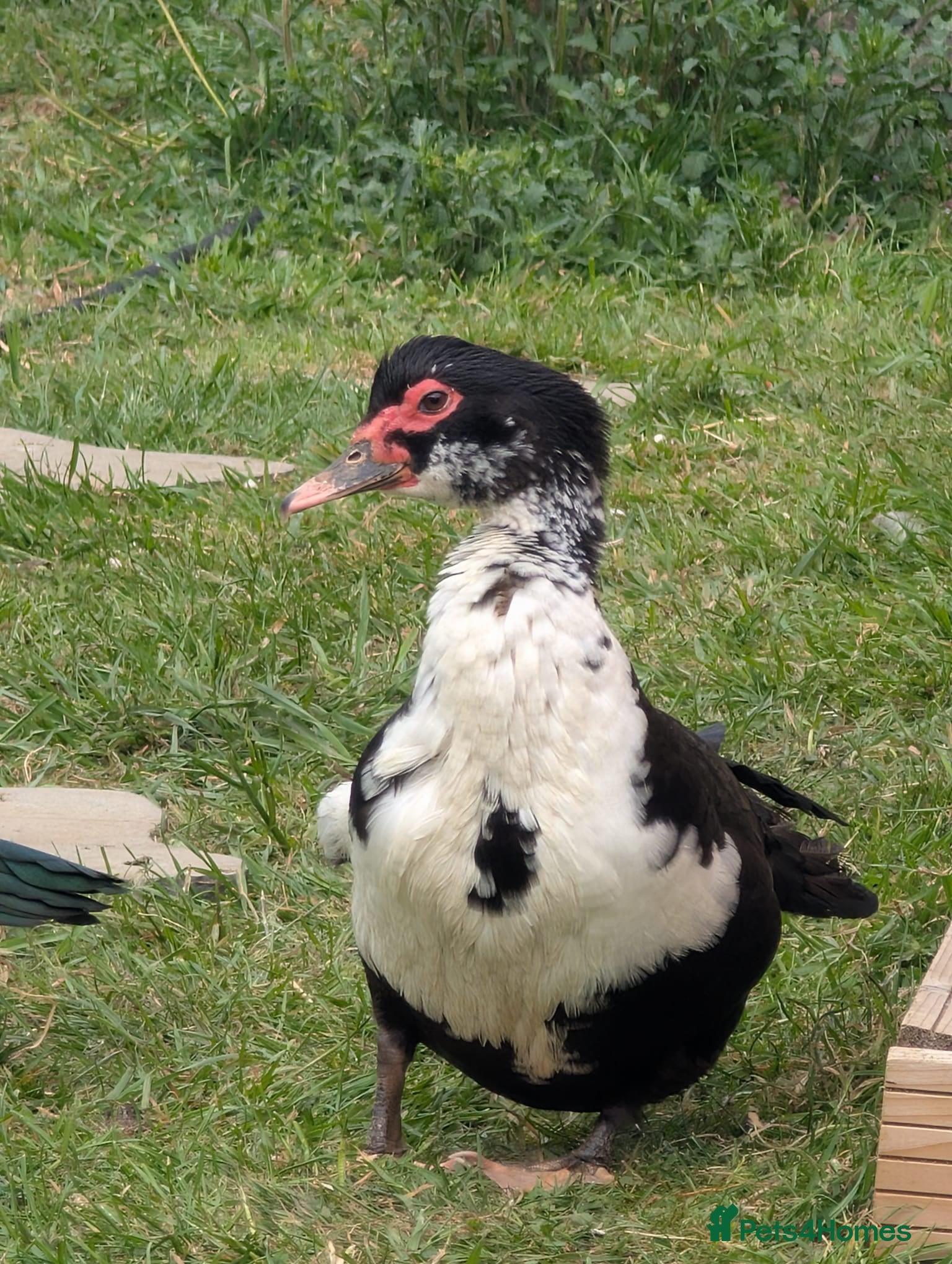 Ducks poultry 2 Muscovy females - Advert 1