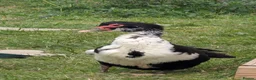Ducks poultry for sale: 2 Muscovy females in Corby - Advert 1