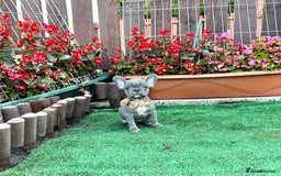 French Bulldog dogs for sale: Adorable Puppies Looking for a New Home! - Image 2