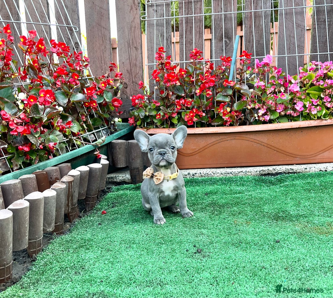 French Bulldog dogs for sale: Adorable Puppies Looking for a New Home! - Image 2