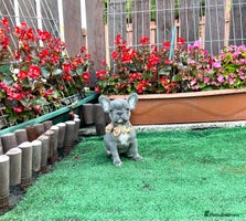 French Bulldog dogs - Advert 4