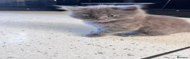 British Shorthair 3