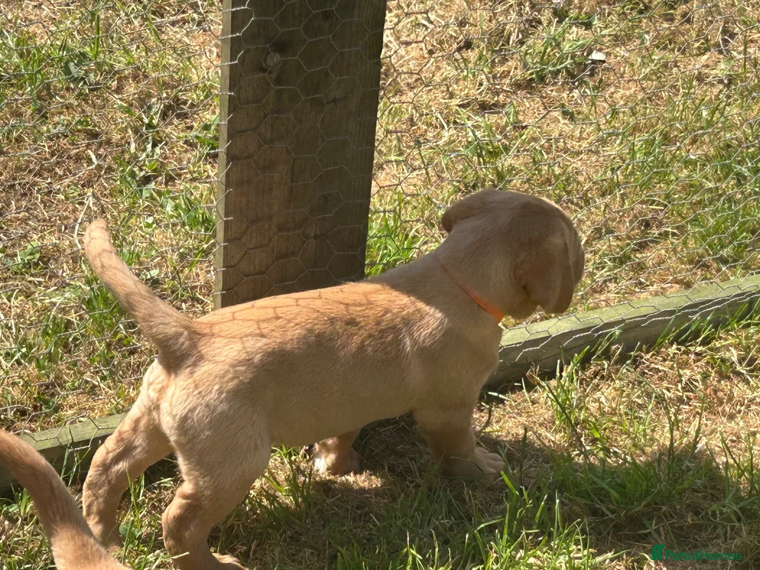 Labrador Retriever dogs for sale: KC yellow Labradors (Fox red) viewing this weekend - Advert 2