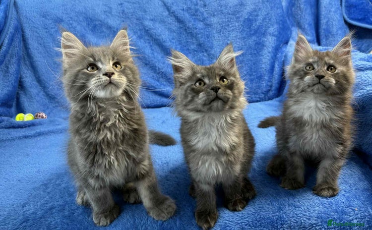 Maine Coon cats - Advert 13