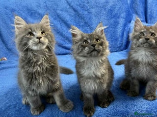 Maine Coon cats - Advert 34