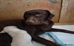 Labrador Retriever dogs for sale: Adorable Labrador Retriever Puppies  - Image 16