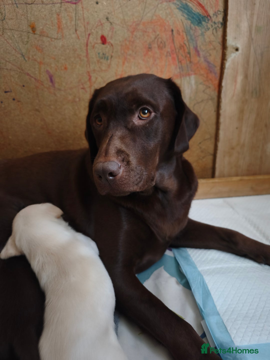 Labrador Retriever dogs for sale: Adorable Labrador Retriever Puppies  - Image 16