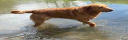 Labrador Retriever dogs for sale: KC registered Black Labrador Puppies  - Advert 4