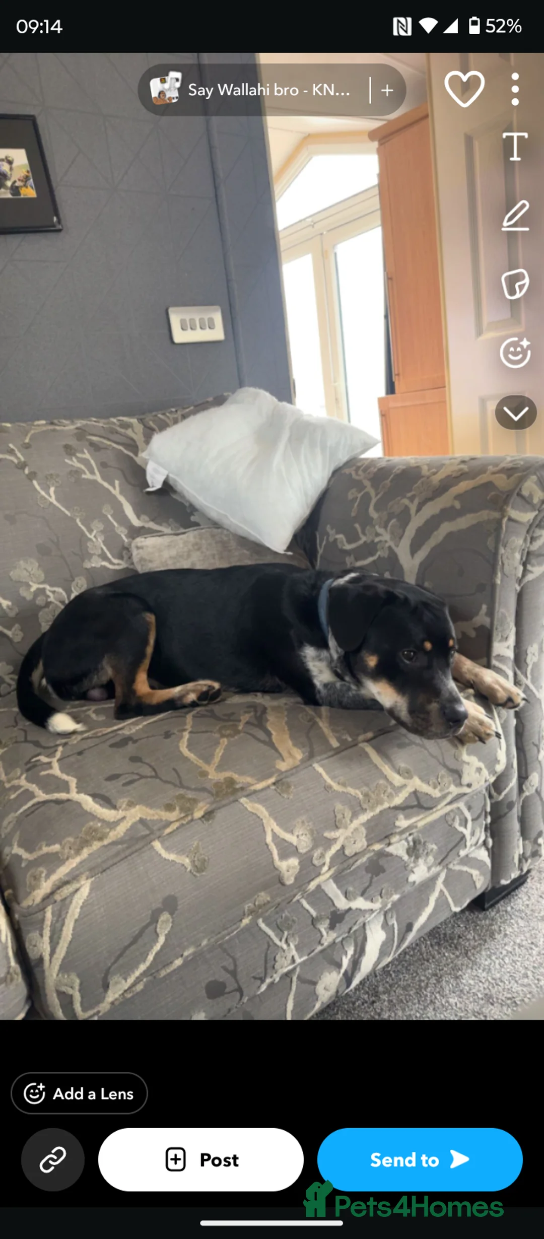 Mixed Breed dogs for sale: Diesel in Dursley - Advert 1