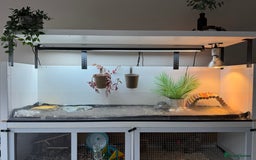 Tortoise reptiles for sale: Horsefield tortoise - Image 5