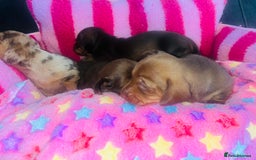 Miniature Dachshund dogs for sale: Stunning minature dachshund puppies - Image 24
