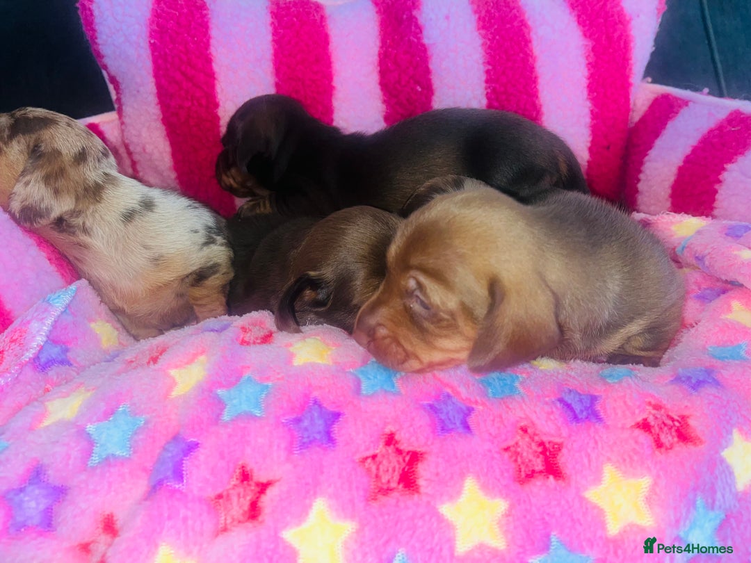 Miniature Dachshund dogs for sale: Stunning minature dachshund puppies - Image 24
