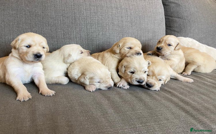 Golden Retriever dogs - Advert 2