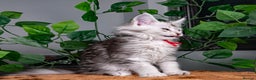 Maine Coon cats for sale: 8 STUNNING PEDIGREE TICA REG MAINE COON KITTENS - Advert 33