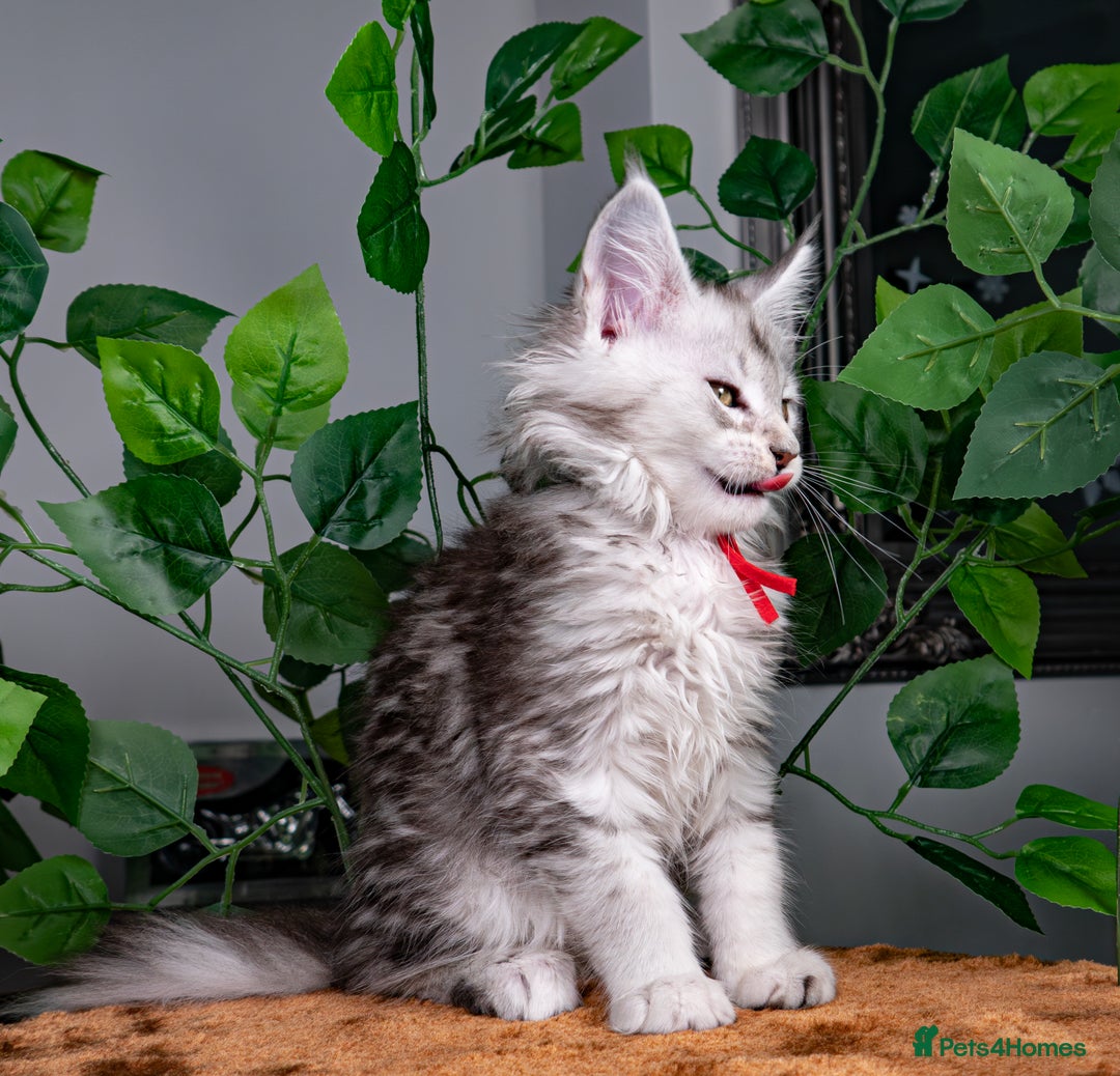 Maine Coon cats for sale: 8 STUNNING PEDIGREE TICA REG MAINE COON KITTENS - Advert 33