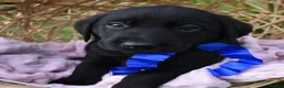 Labrador Retriever dogs for sale: *Beautiful kc, Dna clear labrador puppies* - Advert 10