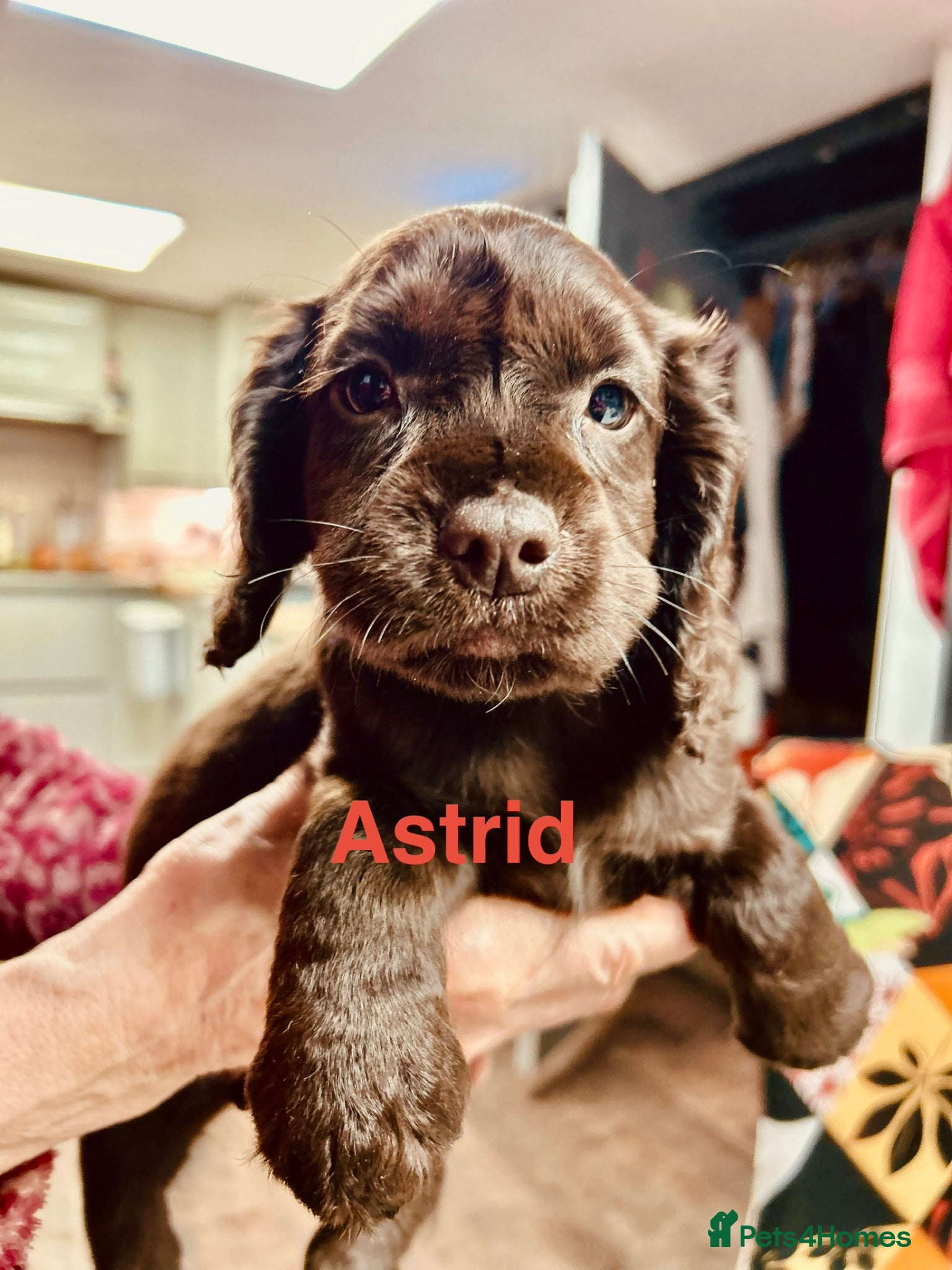 Cocker Spaniel dogs ✨ READY NOW Astrid KC Reg Cocker Spaniel ✨ - Advert 16