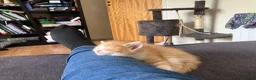 Scottish Fold cats for sale: Scottish Fold /Munchkin kittens - Advert 21