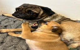 Mixed Breed dogs for sale: Pug Puppy  - Image 9