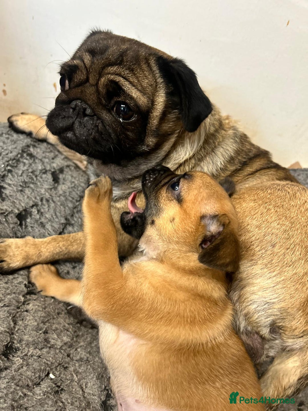 Mixed Breed dogs for sale: Pug Puppy  - Image 9
