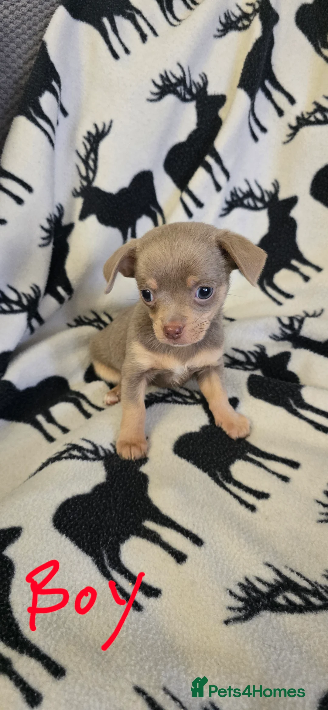 Chihuahua dogs for sale: Beautiful Chihuahua puppies  in Blackwood - Advert 21