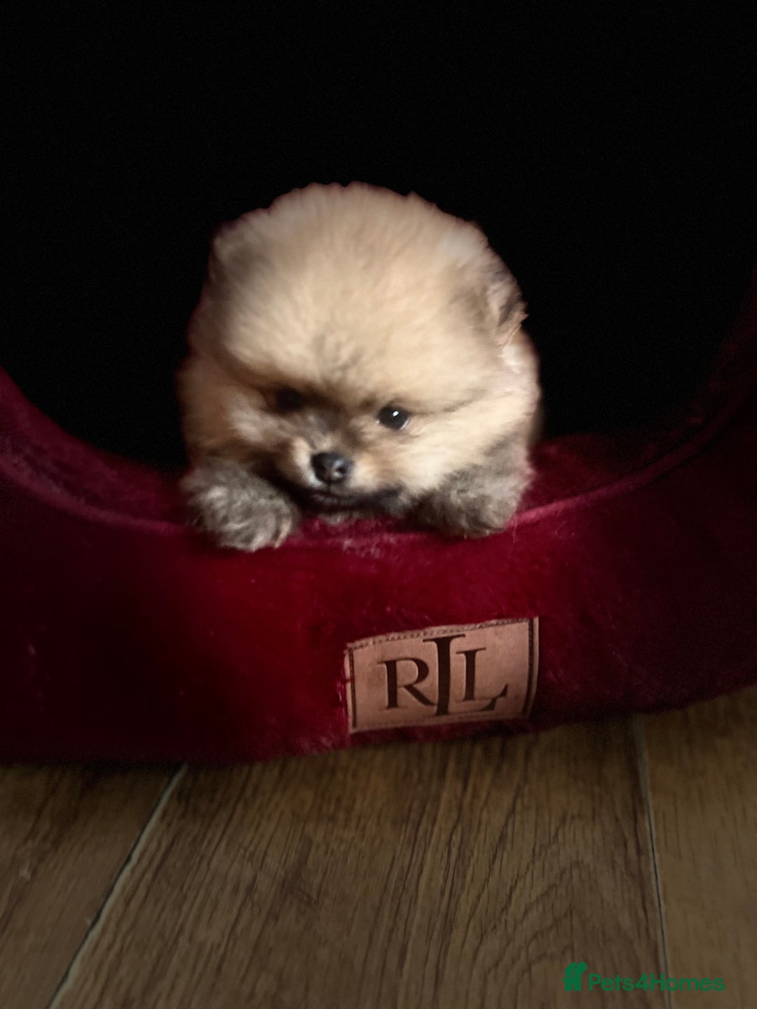 Pomeranian dogs for sale: Pomeranian 2 boy and 1 girl for sale KC reg - Image 10