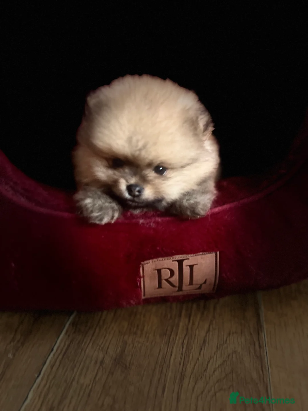 Pomeranian dogs for sale: Russian bloodline pomeranian Kc registered  - Advert 7