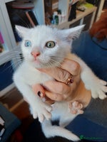 Turkish Angora cats Mr.Oleksii - Advert 2