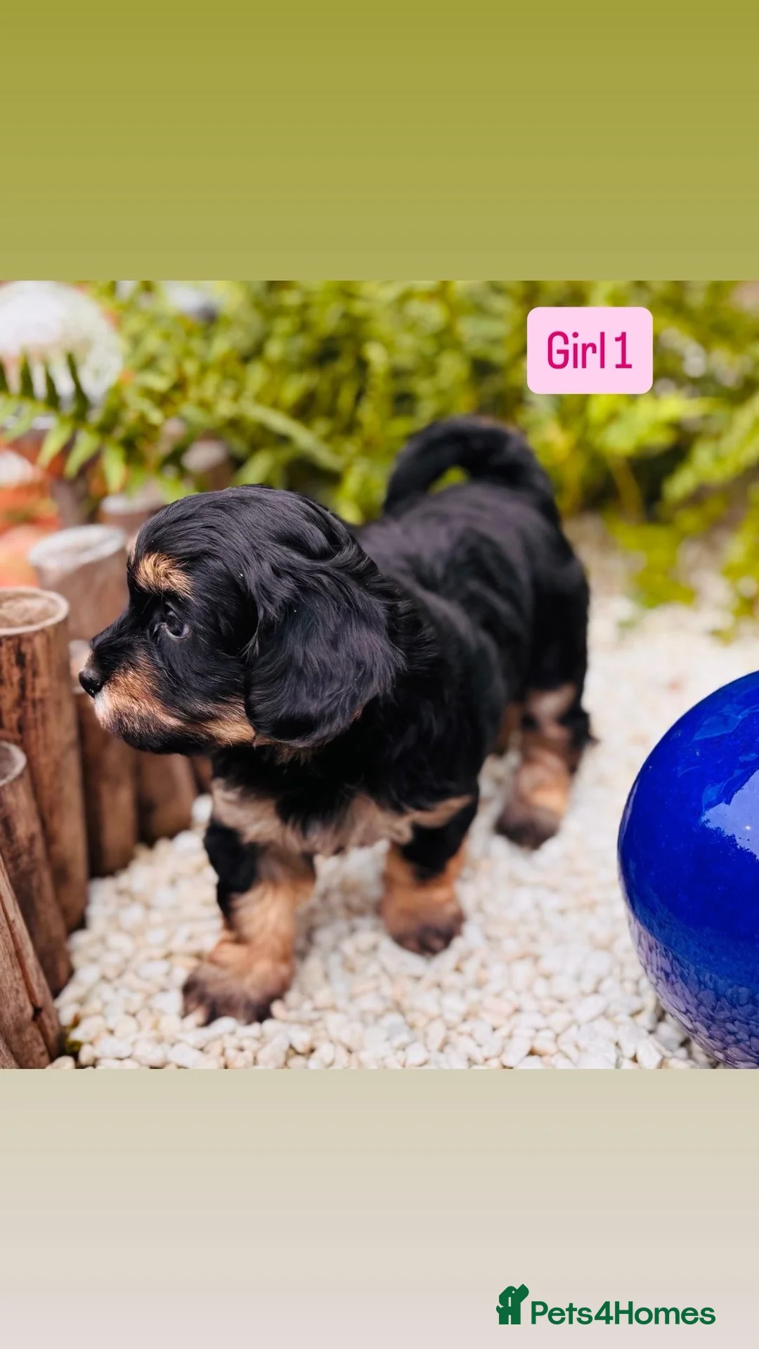 Havanese dogs for sale: 5 Pedigree Havanese Puppies in Doncaster - Advert 2