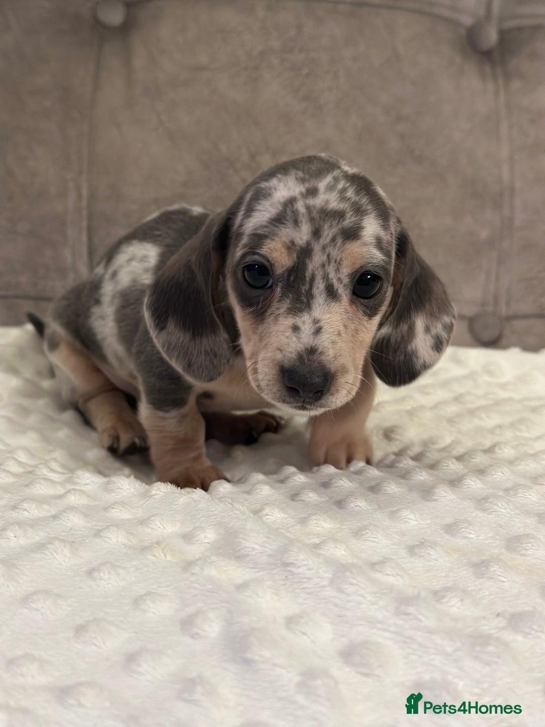 Miniature Dachshund dogs for sale: KC blue & cream dapple miniatu dachshunds last boy - Advert 14