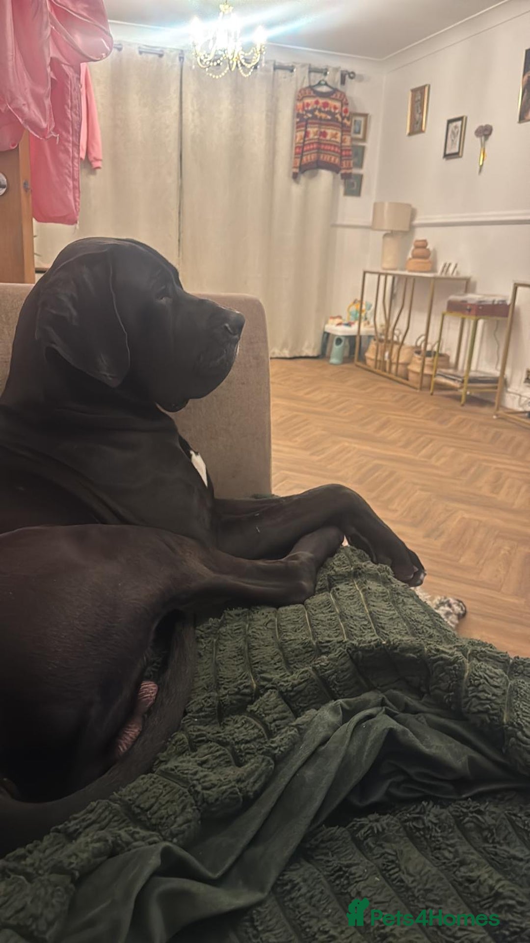 Great Dane dogs for sale: Black & white Great Dane  - Advert 1