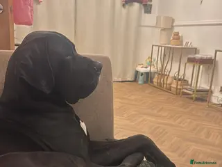 Great Dane dogs Black & white Great Dane - Advert 7