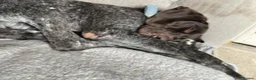 German Shorthaired Pointer dogs for adoption: Otis is desperate for his forever home  in Leominster - Advert 3