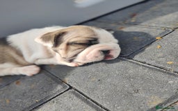 French Bulldog dogs for sale: KC reg French bulldog puppies female & male big➰  - Image 9