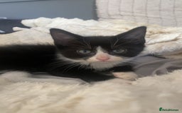 Mixed Breed cats for sale: two mixed breed black and white kittens  - Image 5