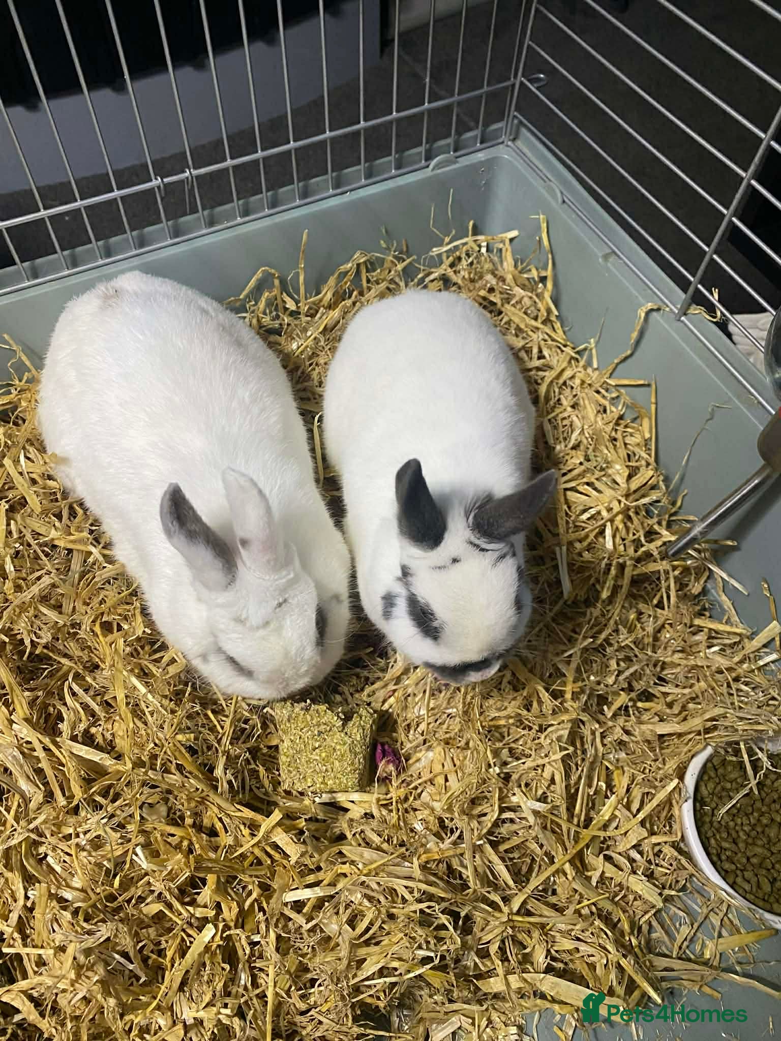 Dwarf Hotot rabbits 2 Beautiful, Sociable dwarf Hotot Rabbits 2yrs old in Leigh - Advert 1
