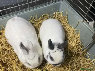 Dwarf Hotot rabbits 2 Beautiful, Sociable dwarf Hotot Rabbits 2yrs old in Leigh - Advert 4