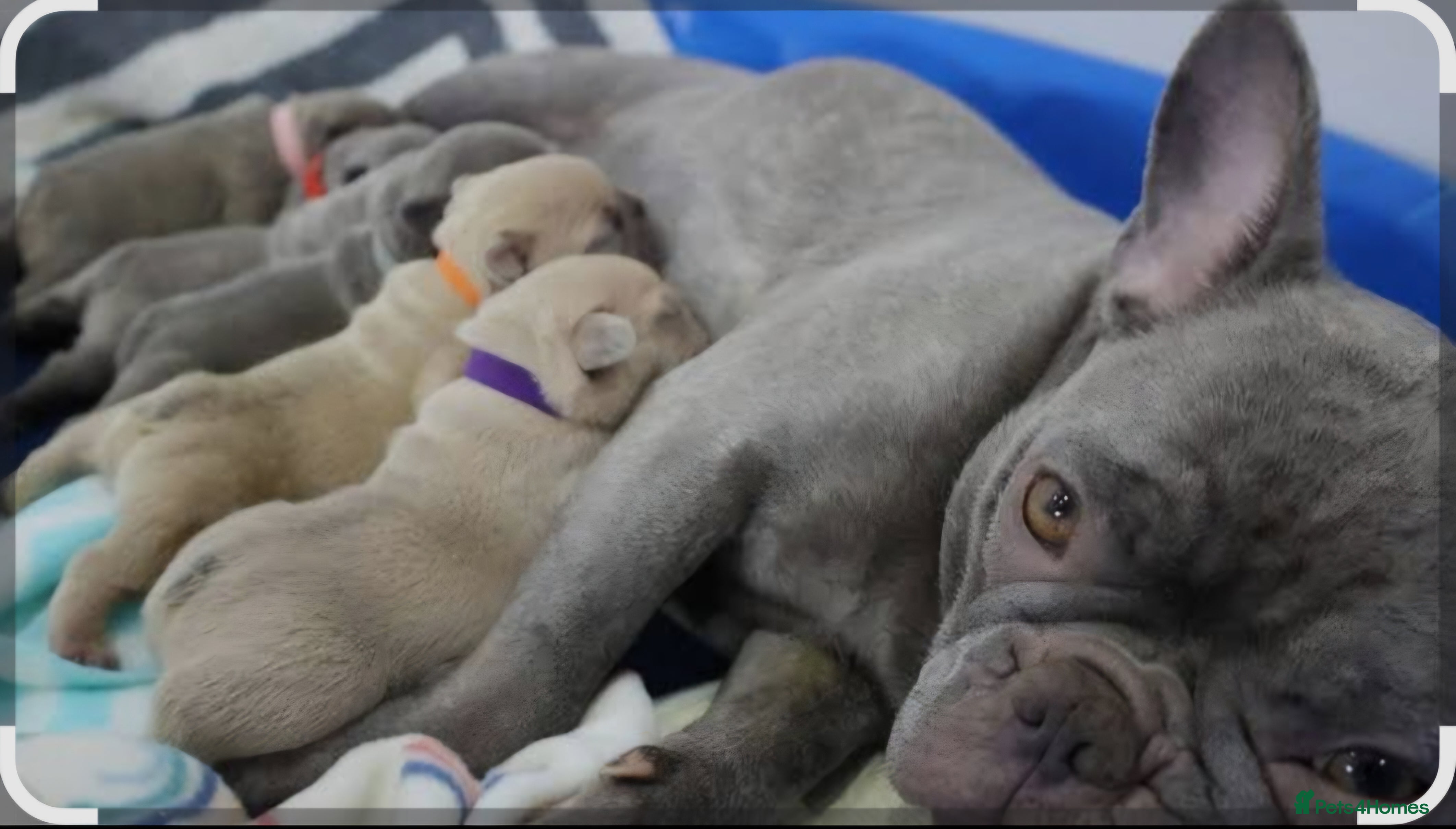 French Bulldog dogs French bulldog puppies  - Advert 1