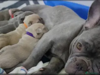 French Bulldog dogs French bulldog puppies - Advert 3