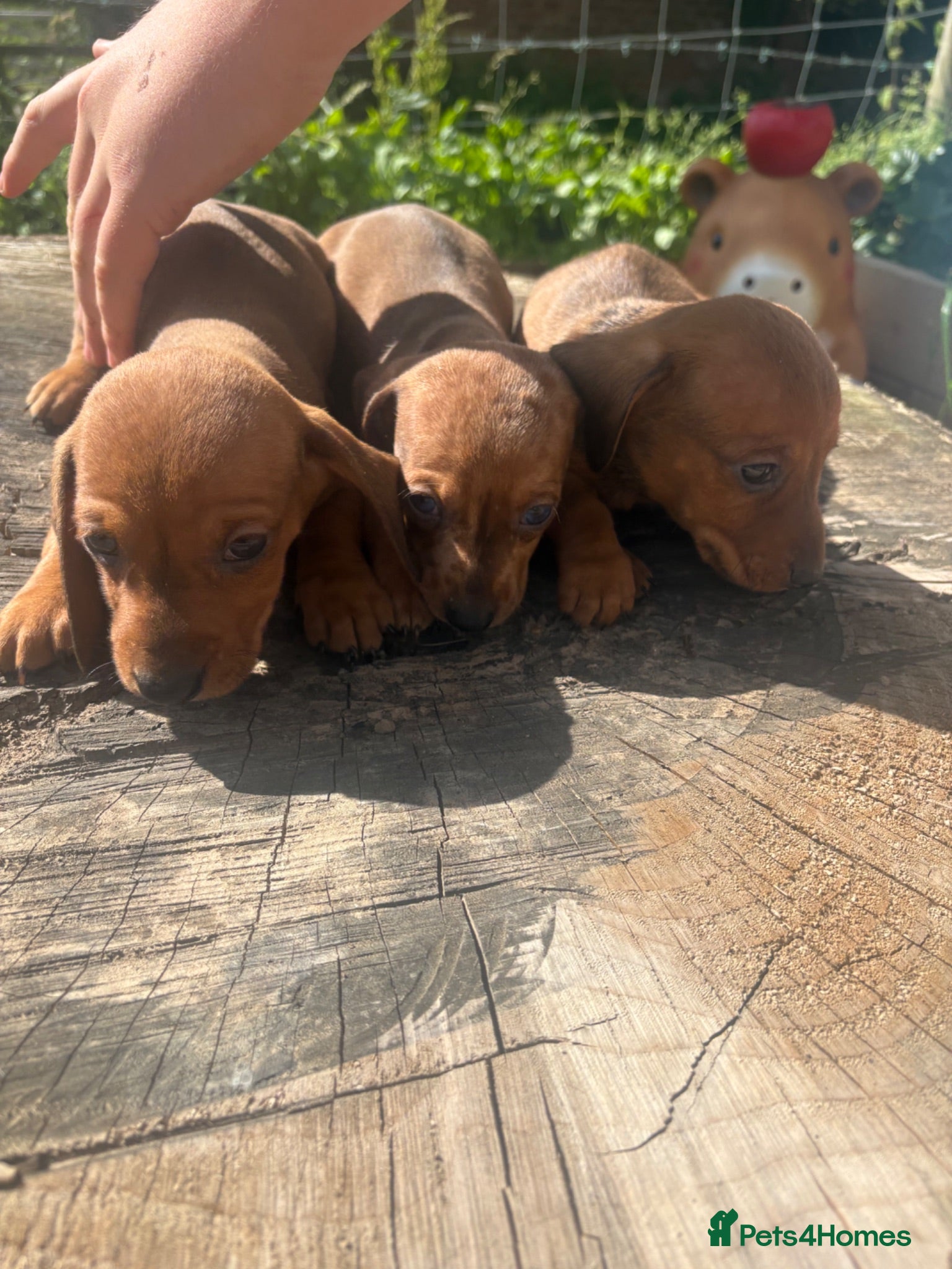 Dachshund dogs Beautiful Dachshund Boys! - Advert 1