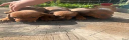 Dachshund dogs for sale: Beautiful Dachshund Boys! - Advert 1