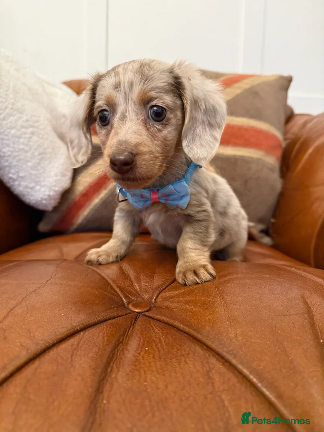 Miniature Dachshund dogs for sale: Stunning Pups 5 ⭐ Star Licensed 5 ⭐ Reviews!  - Advert 3