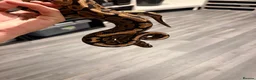 Python Snake reptiles for sale: Ball python collection  in Crewe - Advert 9